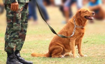 Aprenda mais sobre adestramento de cães e desenvolva com seu pet