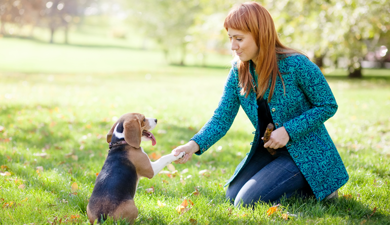 10 Cuidados básicos com seu animalzinho de estimação!